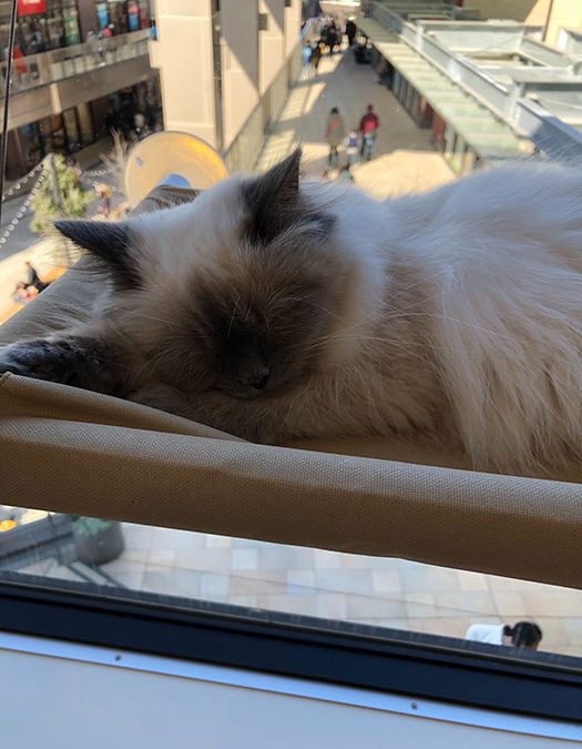 猫カフェに行ってきました